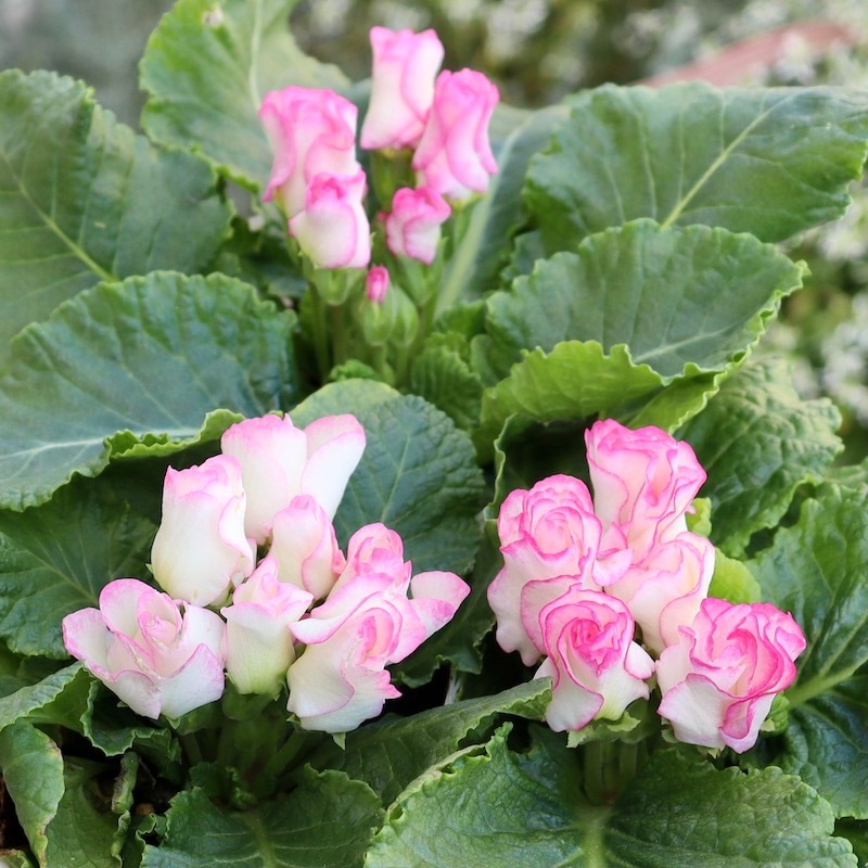 プレミアム・バラ咲きプリムラ・ジュリアン「ブライダルベル」