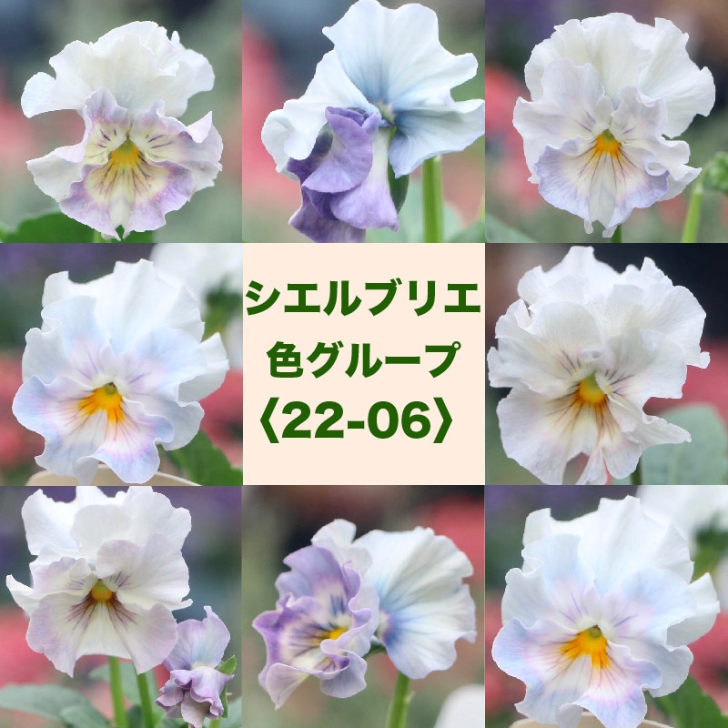 花日和さん育種フリル咲き「シエルブリエ」・2025年10月中下旬ごろ販売