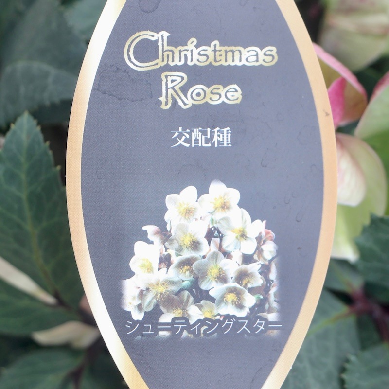 お買得♪《風散歩で3年超の画像の現品》自然開花の特大7号鉢