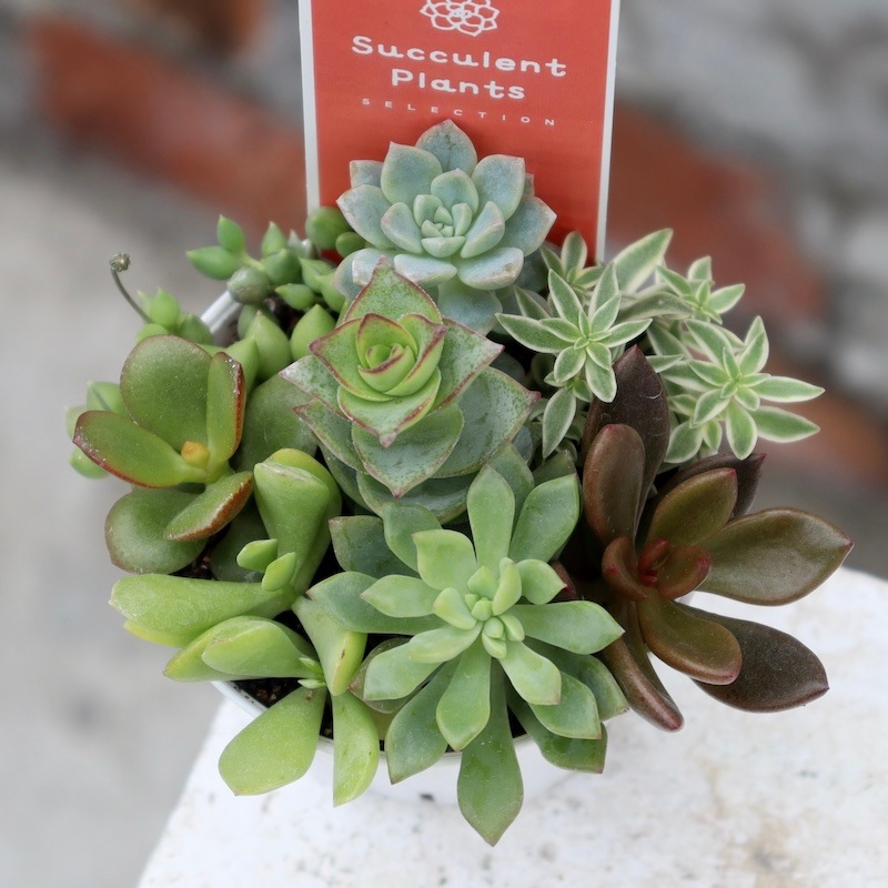 どれも絶対可愛い♪多肉のお任せ寄せ植え(2.5号鉢)