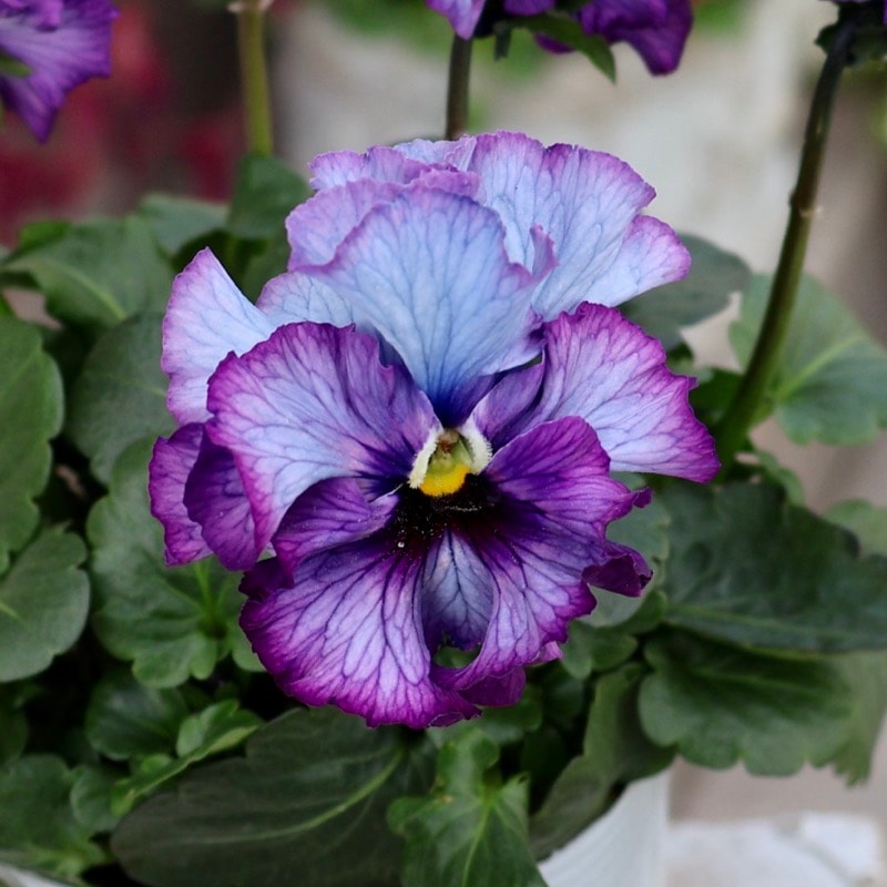 25年秋-26年春の新品種 》現品1点限り☆桂楓園さんのパンジー「フェデ