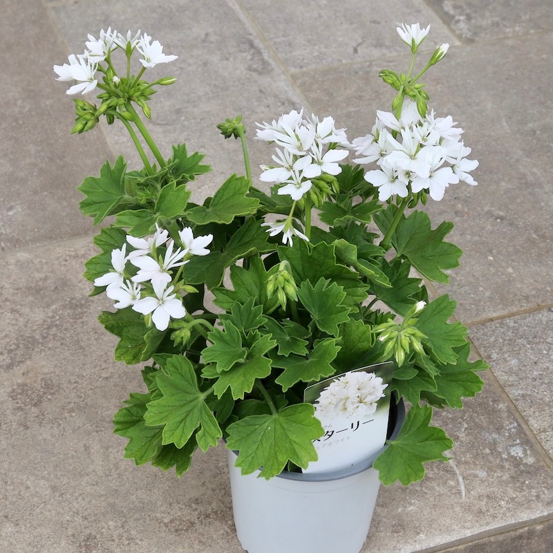 プレミアムな新品種☆ゼラニウム・スターリー「ピュアホワイト」【4.5