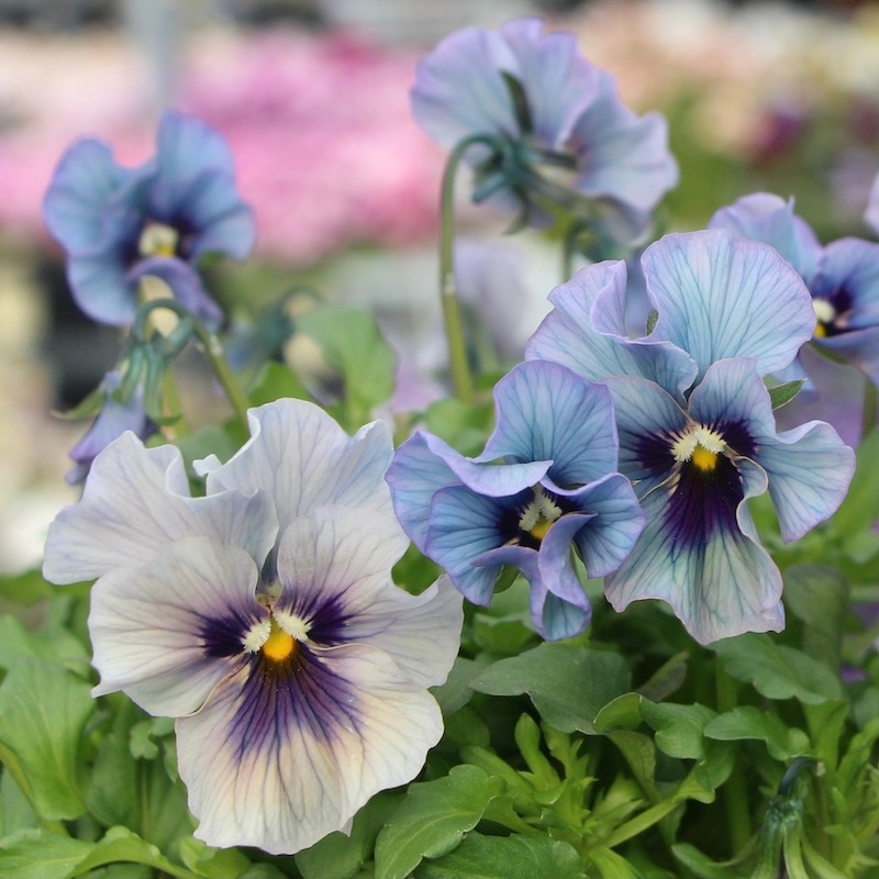 石川園芸さんのビオラ「レディ」＜21-01＞