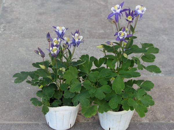 西洋オダマキ「ライトブルー」画像の現品限り！(3.5号ポット)