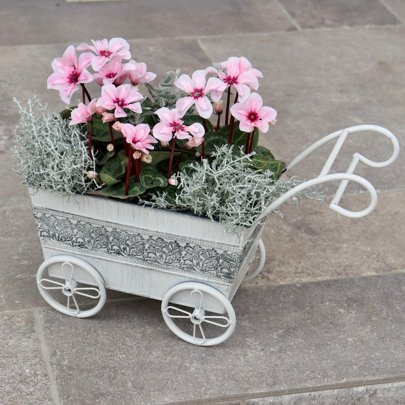 11_000000008625.jpg?1739105865