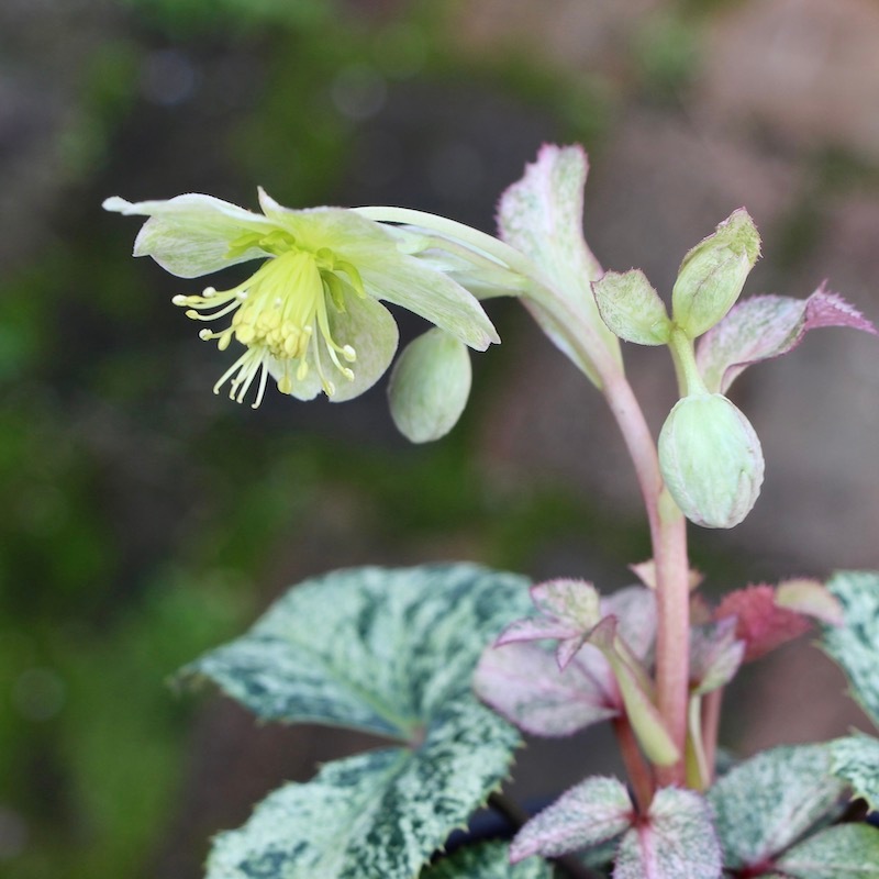 葉が美しく花付きも抜群♪クリスマスローズ「スノーフィーバー」5号鉢