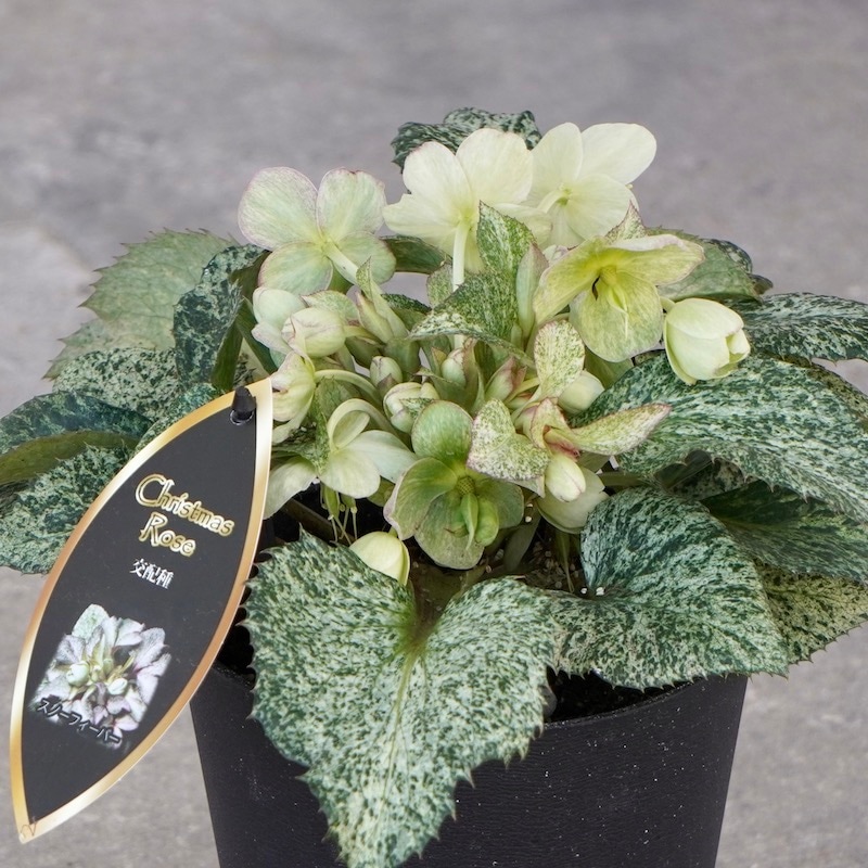 葉が美しく花付きも抜群♪クリスマスローズ「スノーフィーバー」5号鉢