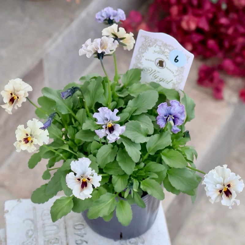 希少☆画像の現品1点限り☆石川園芸さんの小輪ビオラ「マイガール」6番