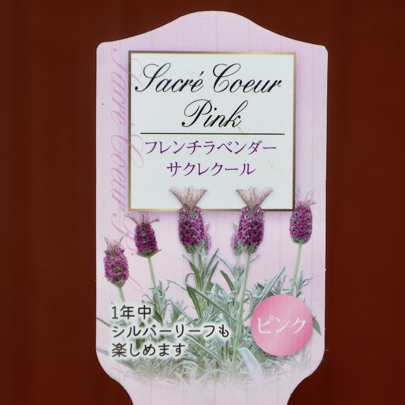 2025年NEW☆完璧シルバーリーフのフレンチラベンダー「サクレクール」