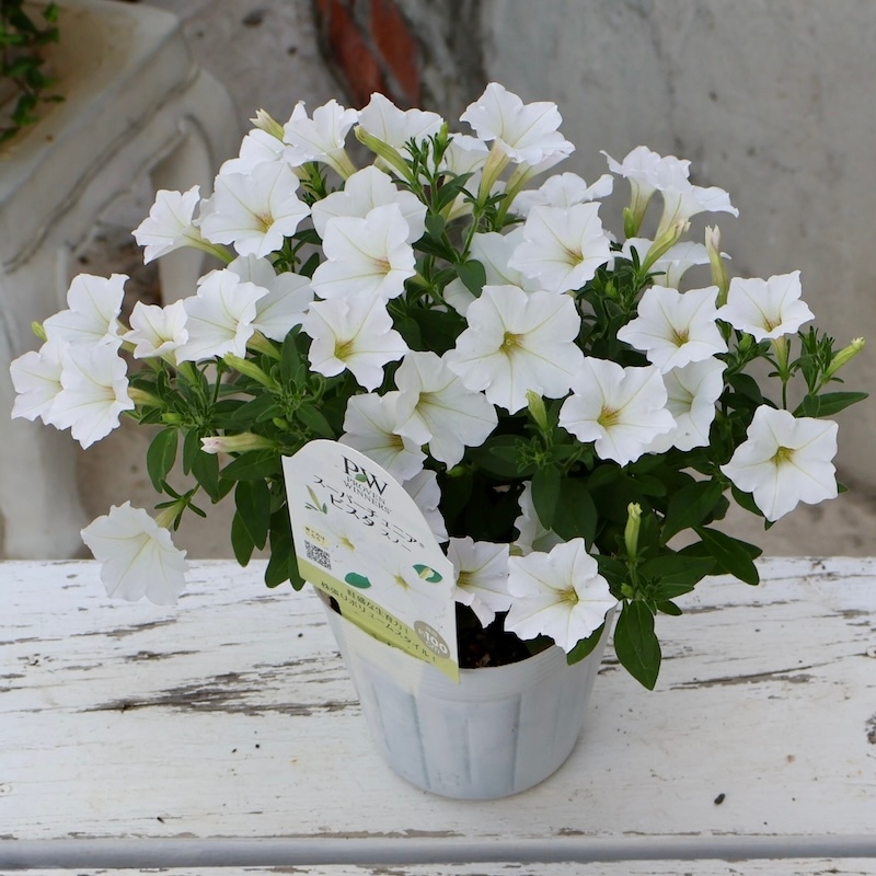 30_000000005979.jpg?1753583280