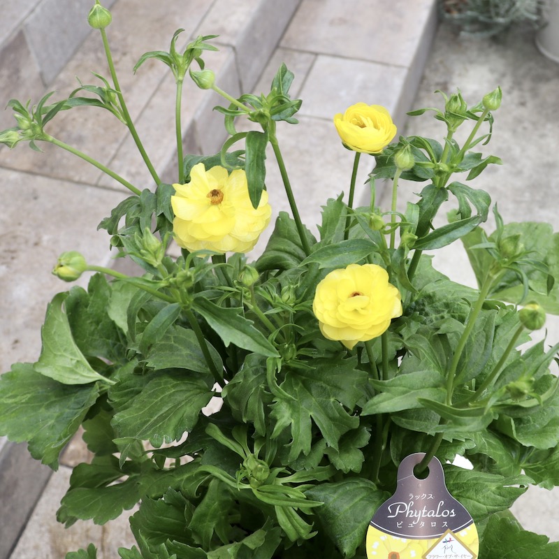 画像(最後3枚)の現品1点のみ☆ラナンキュラス・ラックス「ピュタロス