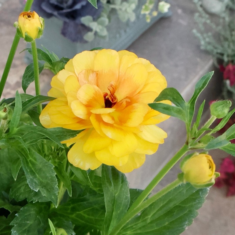 お値打ちの特大株!!《画像(最後の5枚)の現品1点限り》ラナンキュラス