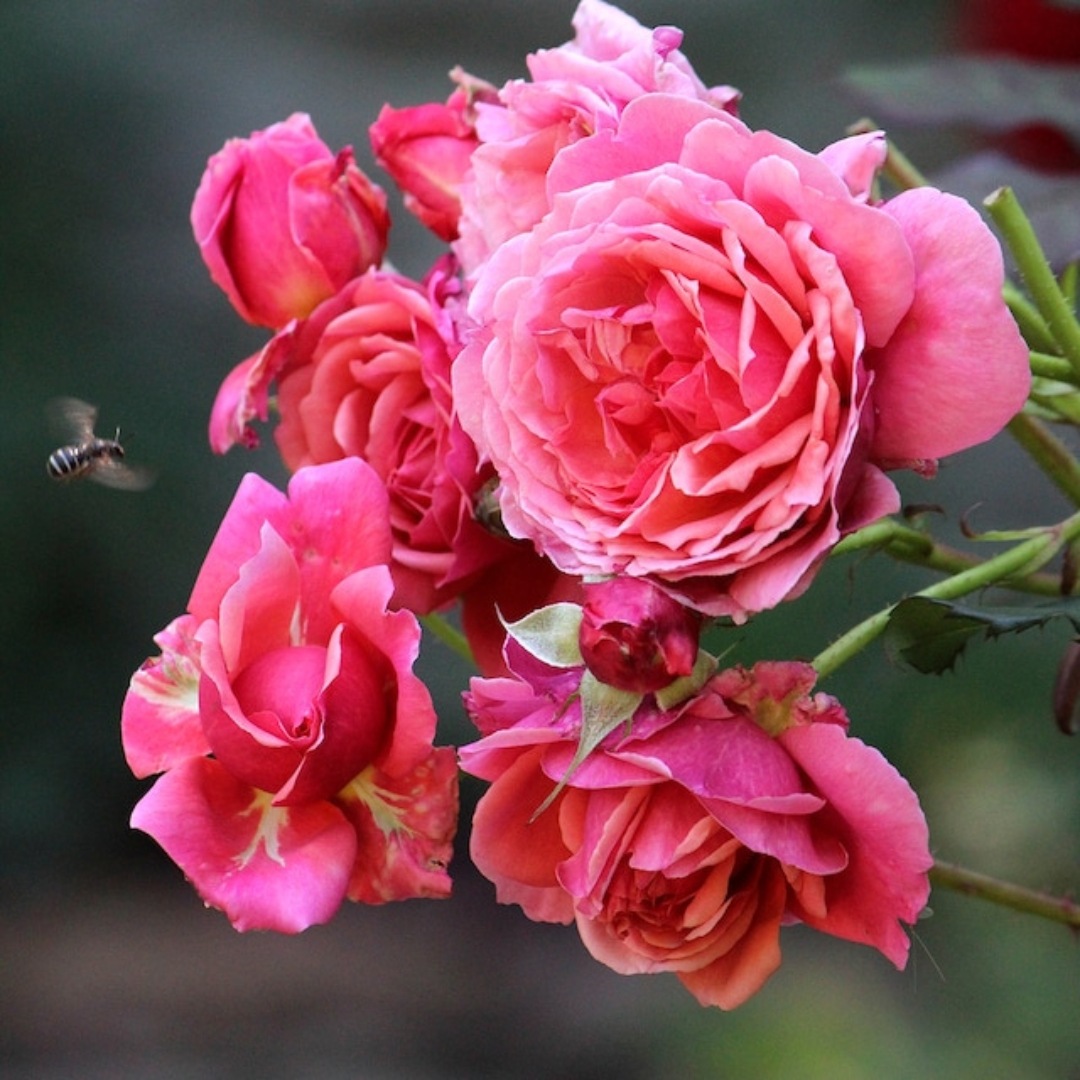 バラ苗 予約新苗 2026 ラデュレ Laduree 国産ノイバラ台木使用 | 予約