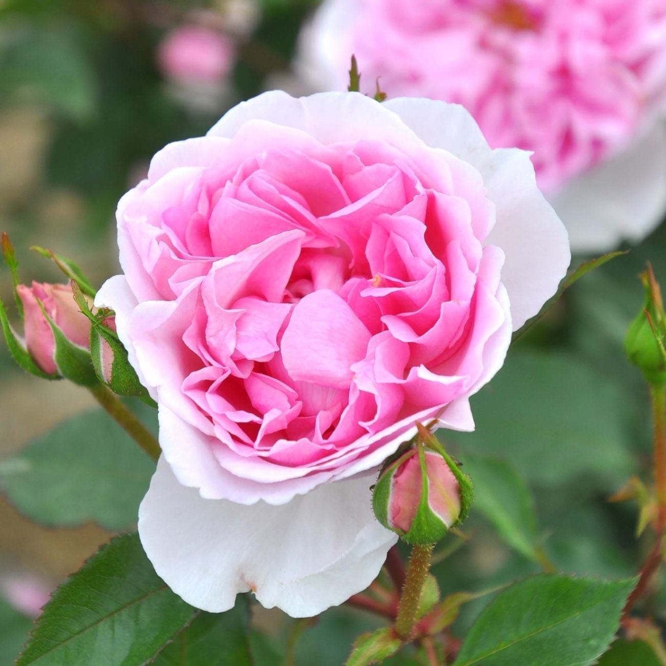 バラ苗 大苗 2026 ピクシー Pixie 国産ノイバラ台木使用 | 大苗 2026