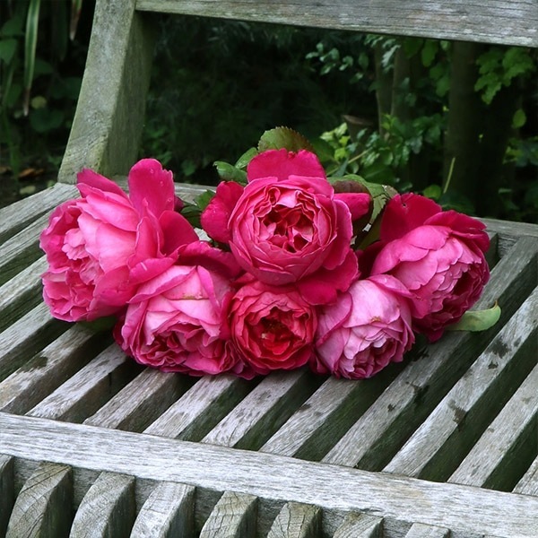 バラ苗 予約新苗 2026 イフ アイ フェル If I Fell 国産ノイバラ台木