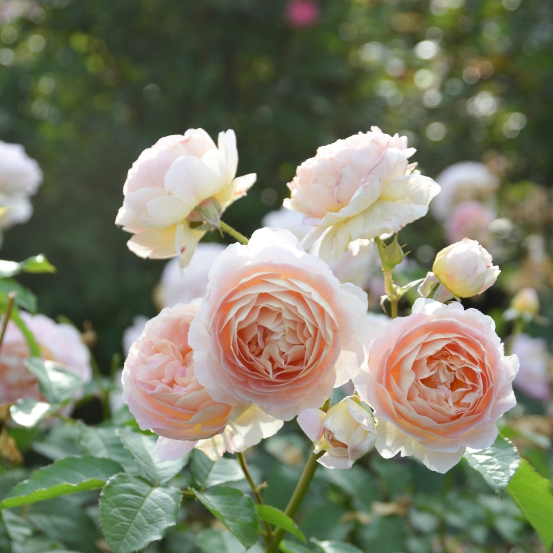 バラ苗 予約新苗 2026 サシェ Sachet 国産ノイバラ台木使用 | 予約新苗