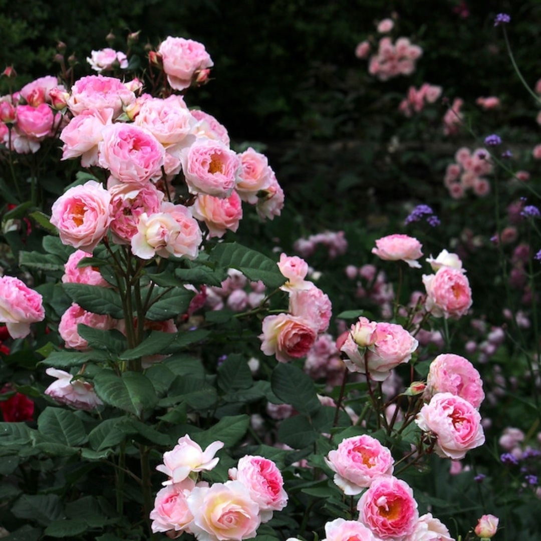 バラ苗 予約新苗 2026 マダム ドゥ スタール Madame de Stael 国産