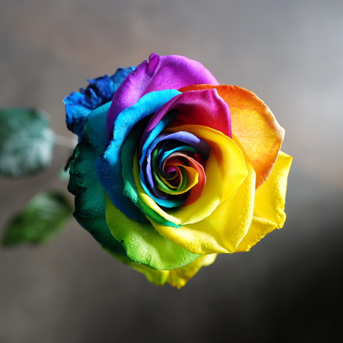 レインボーローズ 本数指定 | バラ・生花,レインボーローズ,本数指定