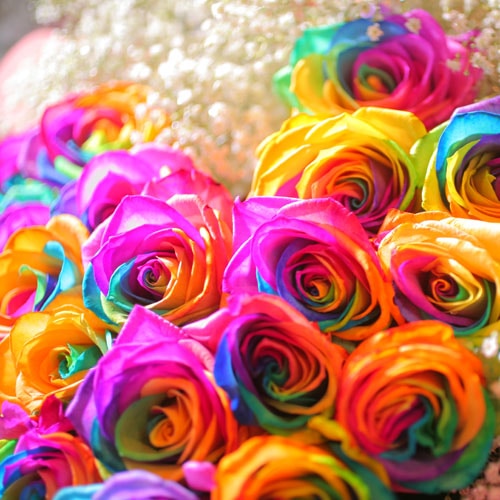 レインボーローズ200本の花束 | バラ・生花,レインボーローズ,花束