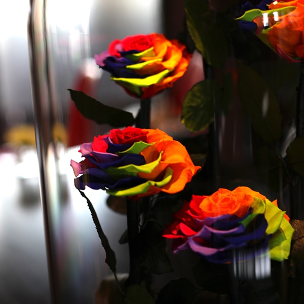 レインボーローズ プリザーブドフラワー デスティニーローズ5本