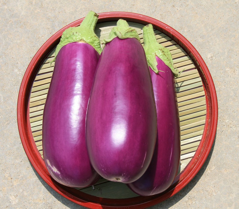 小林種苗 ナス種子 絹むらさき＊種子有効期限2026年10月末 | 小林種苗