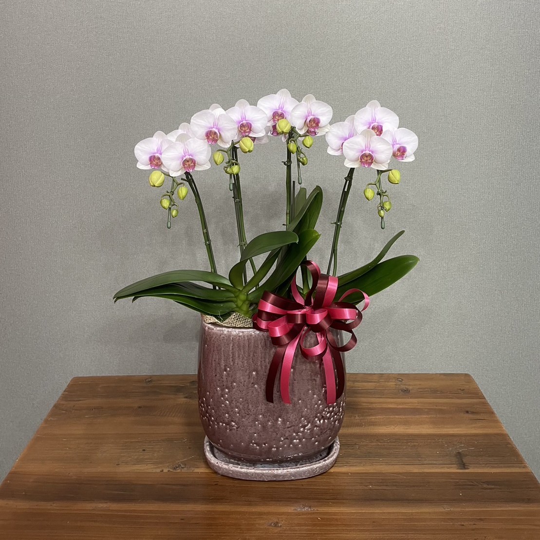 鉢の質感を楽しむミディ胡蝶蘭 (ピンク) （4本立）※受け皿セット