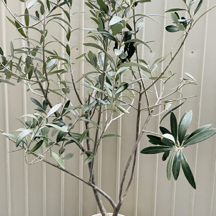 現品 オリーブの木 シプレッシーノ 6号鉢苗 鉢底から95cm程度