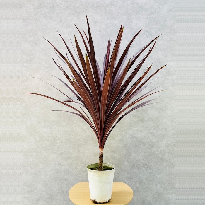 観葉植物 コルジリネ レッドスター 6号鉢 赤ドラセナ コルディリネ