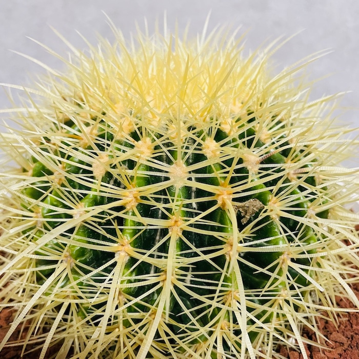 サボテンの王様 金鯱 7号鉢 大型 観葉植物 多肉植物 金シャチ おしゃれ