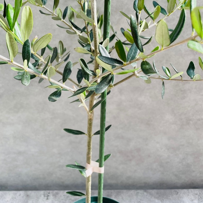 オリーブの木 ルッカ 6号鉢苗 鉢底から110cm程度 開帳型 観葉植物 屋外