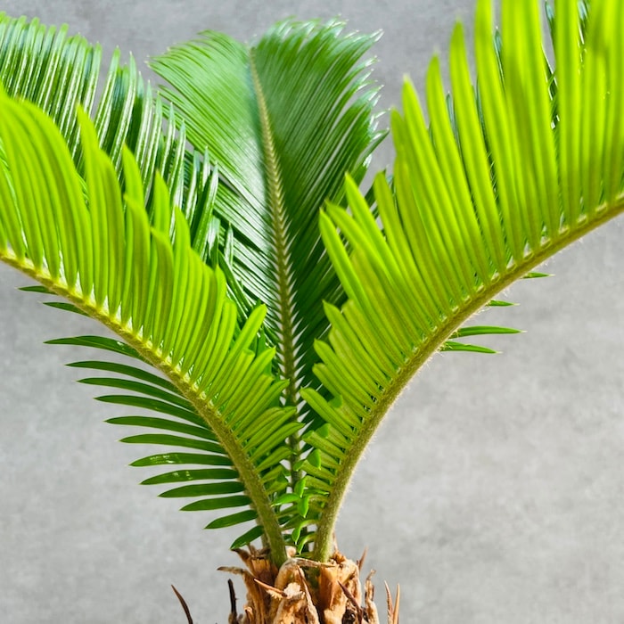 観葉植物 ソテツ 蘇鉄 8号鉢苗 大型種類 大きい 鉢植え 和風 和室 南国