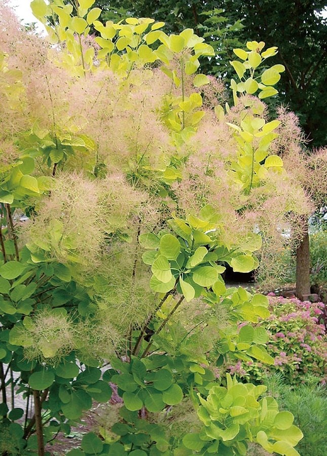 スモークツリー・ゴールデンスピリット 耐寒性落葉低木 | 果樹・花木