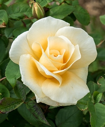 イエロー・クイーン・エリザベス（大苗）7号鉢植え バラ苗 四季咲き