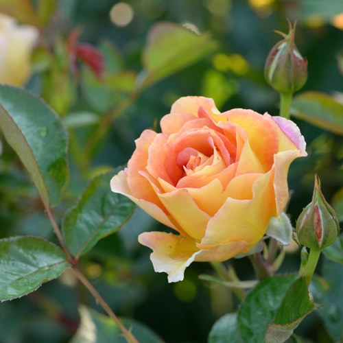 ラ・パリジェンヌ（大苗）7号鉢植え バラ苗 《農林水産省 登録品種