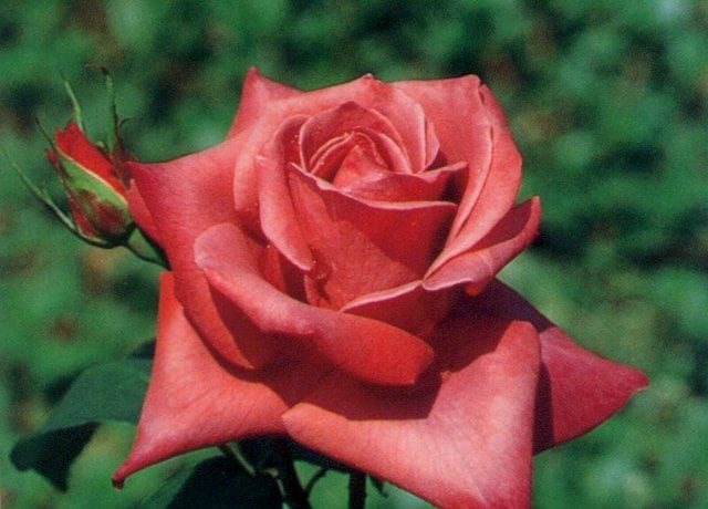 ブラックティー（大苗）7号鉢植え バラ苗 四季咲き大輪系