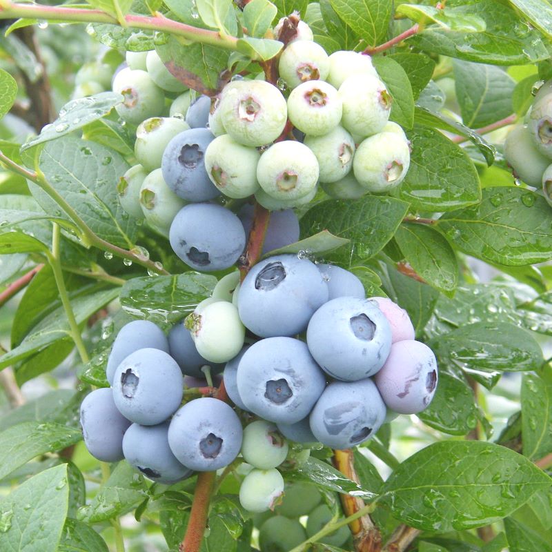 マグノリア 【SH系ブルーベリー】2年生苗相当