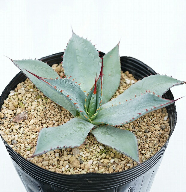 アガベ・フレキシスピナ 5号ポット | | アガベ（リュウゼツラン