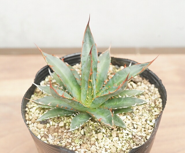 アガベ・ガルシアメンドーサ 5号ポット | | アガベ（リュウゼツラン