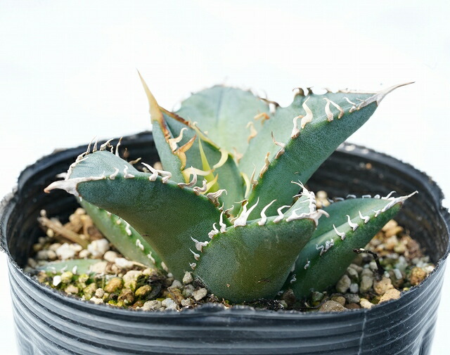 アガベ・オテロイ(チタノタ・グリーン）陽炎 特選株 3号ロングポット