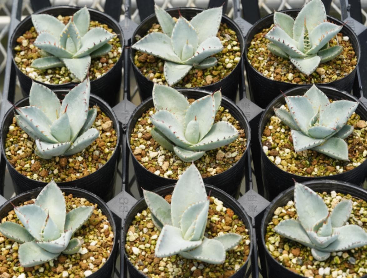 アガベ・パリー・トルンカータ ホワイトブルー 実生選抜株 3号ロング