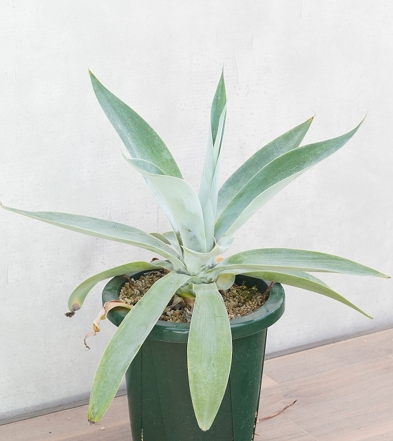 アガベ・アテヌアータ 「ボーチンブルー」 8号懸崖鉢 | | アガベ