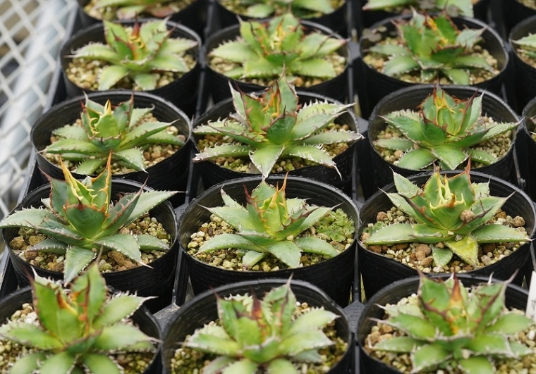 数量限定】アガベ・ホリダ 陽炎 3号ポット | | アガベ実生選抜株