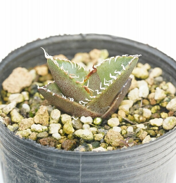 hp 10 オアハカオテロイ実生 アガベ オテロイ チタノタ osp育成株 【10