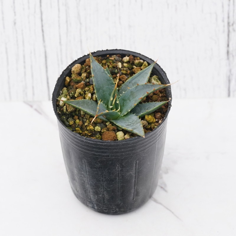 アガベ・ユタエンシス「エボリスピナ」 2号ロングポット | | アガベ