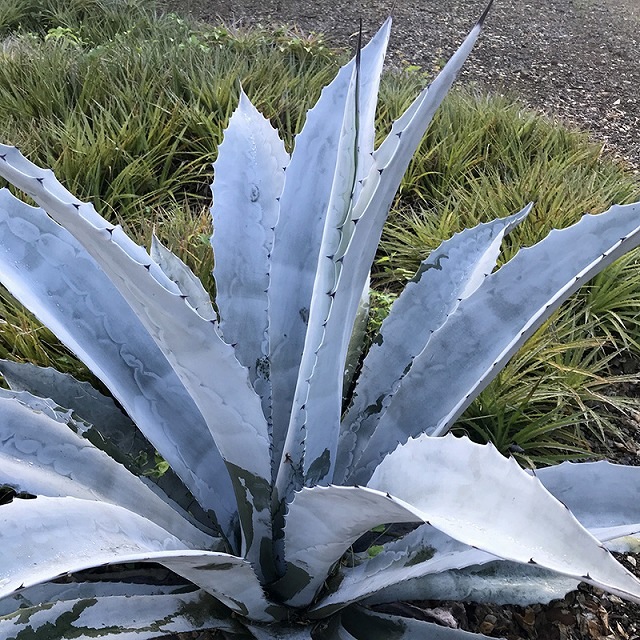 アガベ・アメリカーナ「フランゾシニー」 3号ロングポット | | アガベ