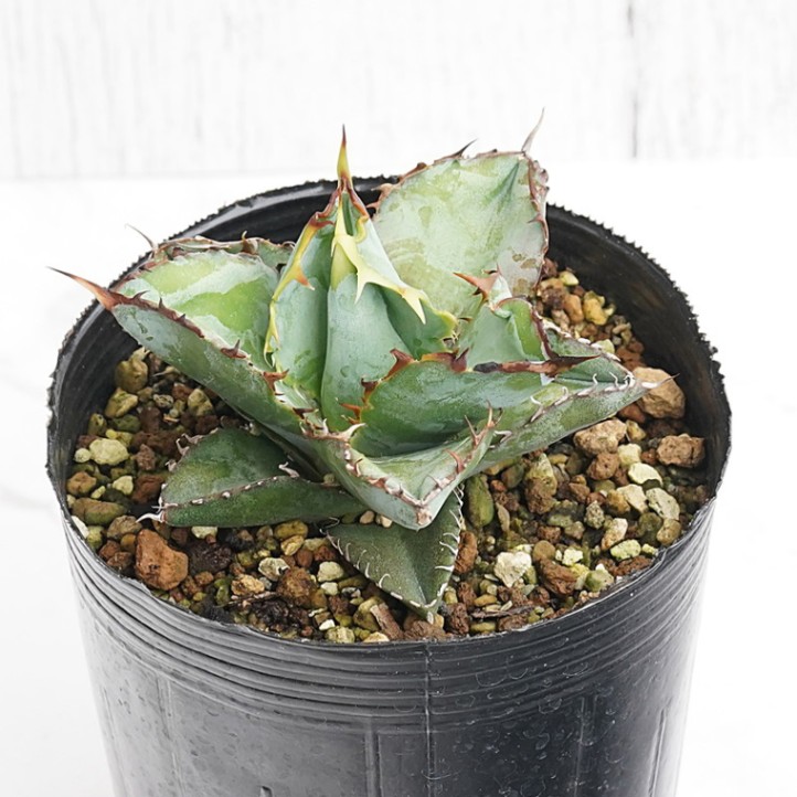 アガベ・チタノタ「ゴールド＆ブルー」3.5号鉢 | | アガベ