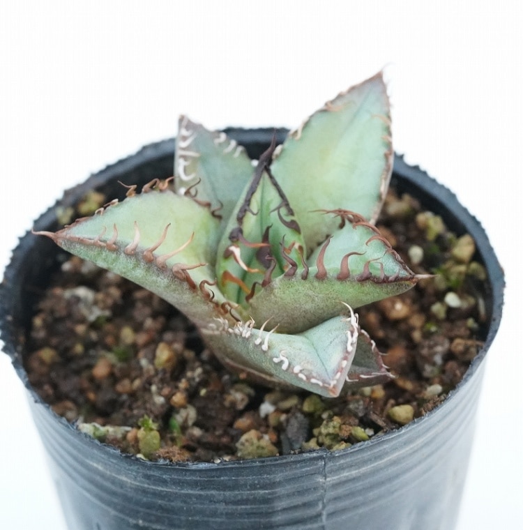 アガベ チタノタ オテロイ 逆棘 アガベ チタノタ