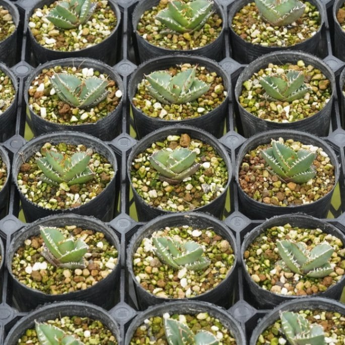 選抜株】アガベ・オテロイ 特選株 ぷっくりタイプ 2号 | | アガベ実生