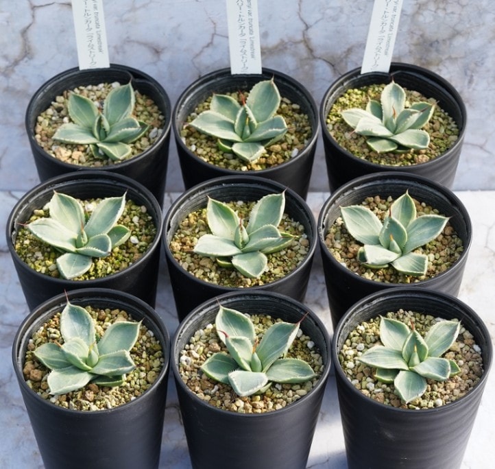 アガベ・パリー・トルンカータ ライムストリーク メリクロン株 3.5号