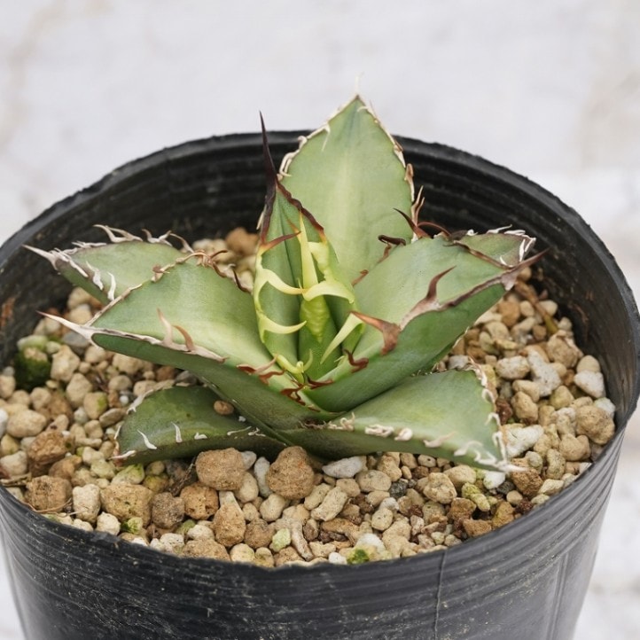 選抜株】アガベ・オテロイ”ワイルドスパイン” 3号ロングポット